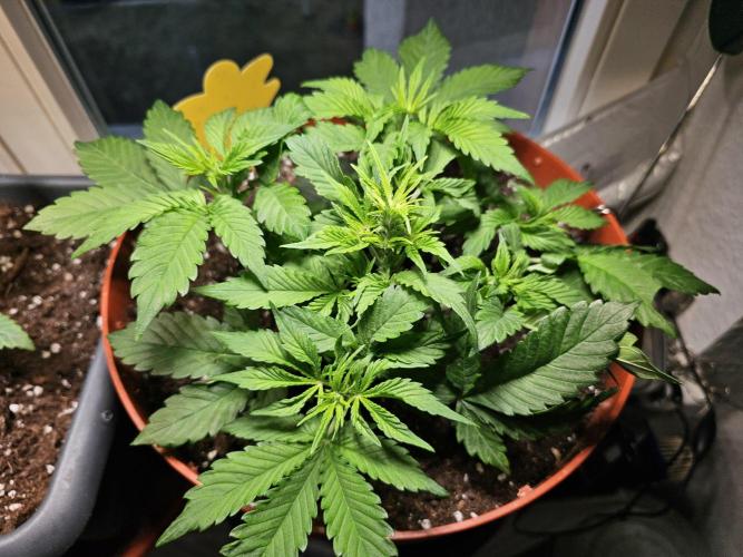 Cheap Weed #15. Week 6