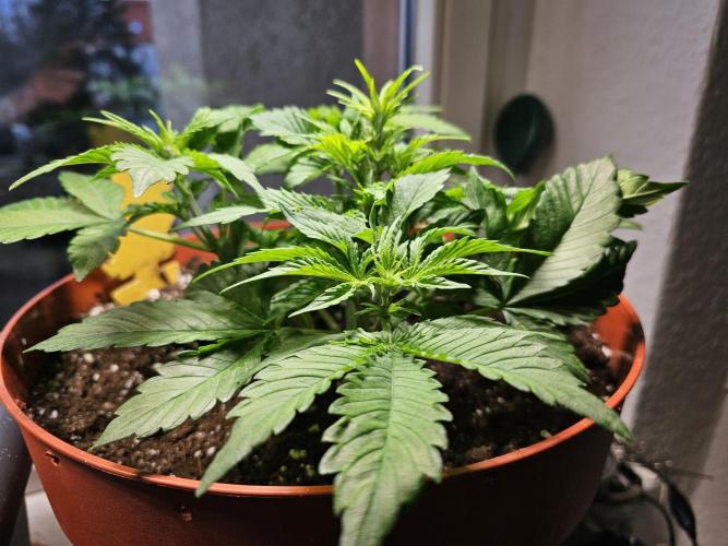 Cheap Weed #15. Week 6