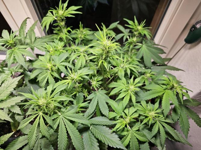 Cheap Weed #15. Week 7