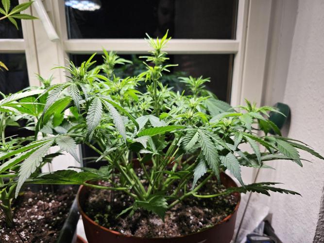 Cheap Weed #15. Week 7