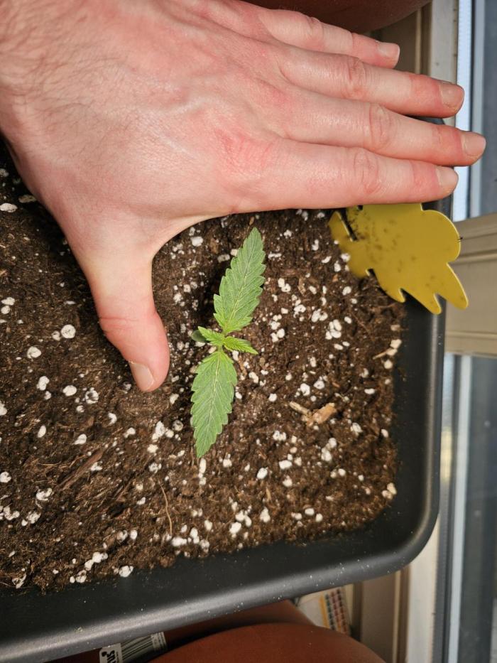 Cheap Weed #16. Week 2