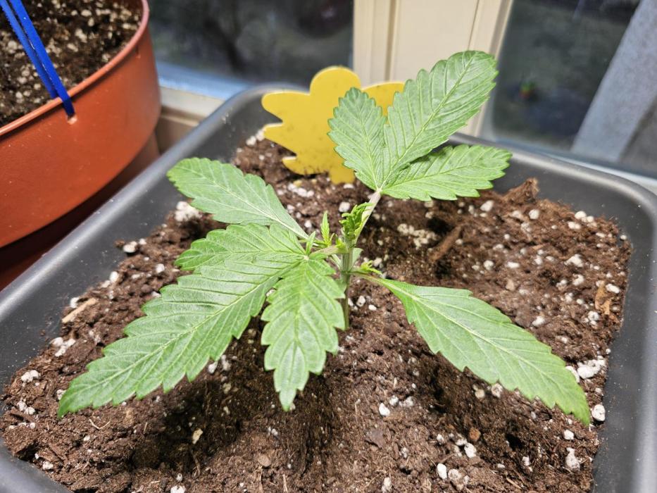 Cheap Weed #16. Week 3