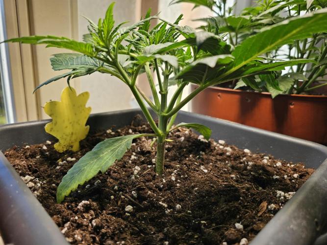 Cheap Weed #16. Week 4