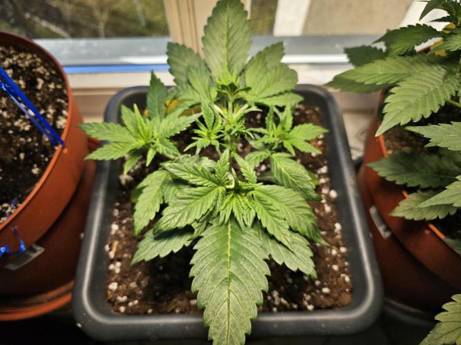 Cheap Weed #16. Week 4