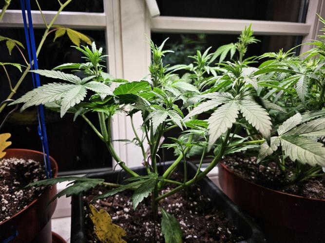 Cheap Weed #16. Week 5