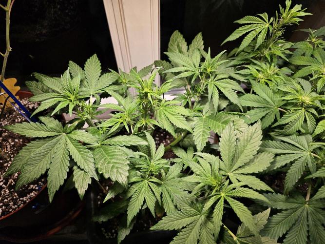 Cheap Weed #16. Week 5