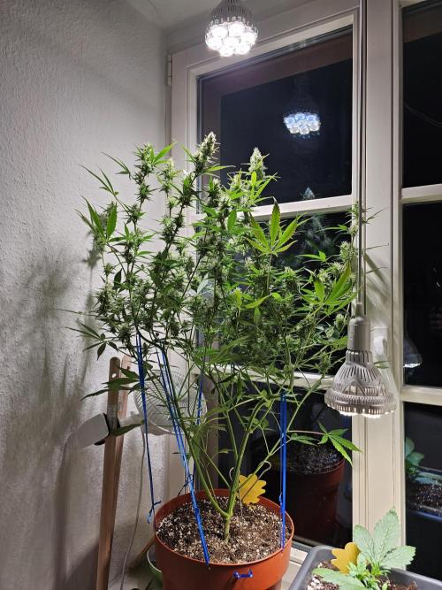 Cheap Weed | 0,56€/g #14. Week 13
