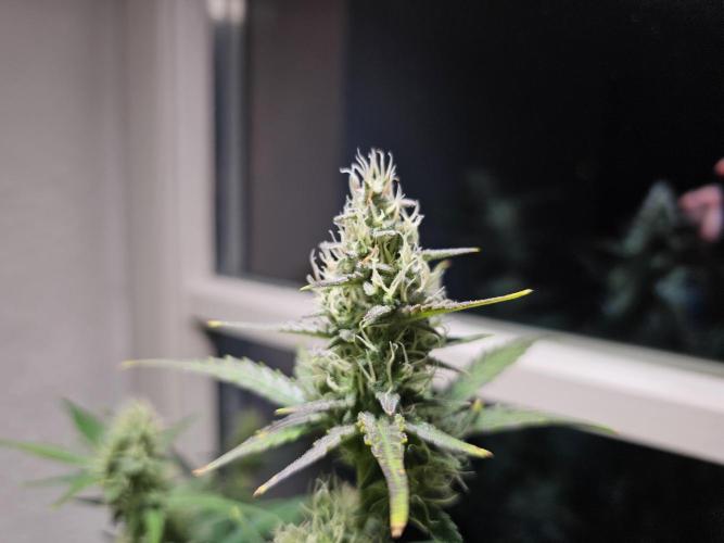 Cheap Weed | 0,56€/g #14. Week 13