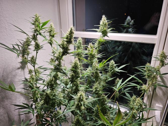 Cheap Weed | 0,56€/g #14. Week 13