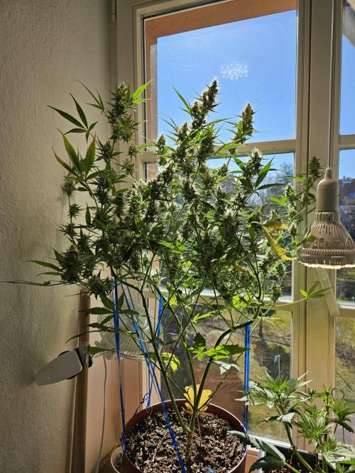 Cheap Weed | 0,56€/g #14. Week 14