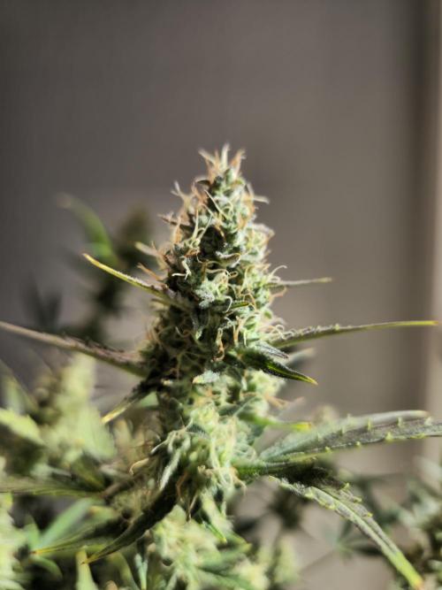 Cheap Weed | 0,56€/g #14. Week 14
