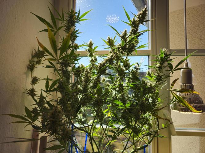 Cheap Weed | 0,56€/g #14. Week 14