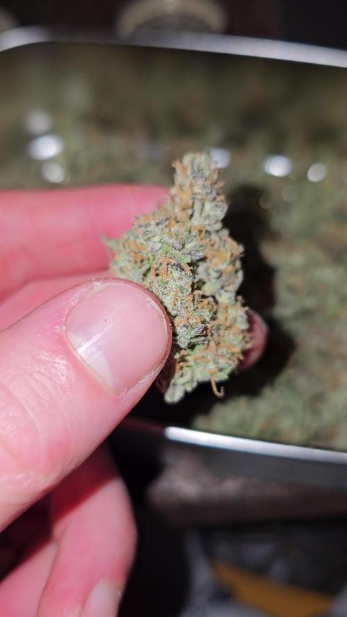 2nd Own Genetic | Cheap Weed #13