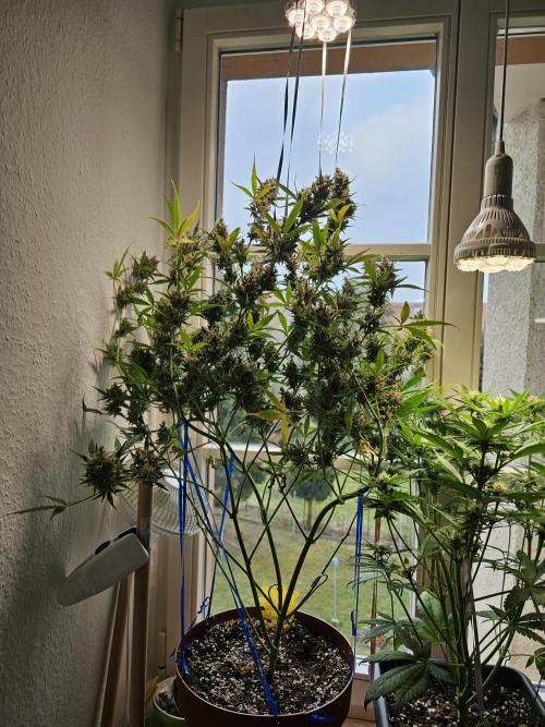 Cheap Weed | 0,56€/g #14. Week 16