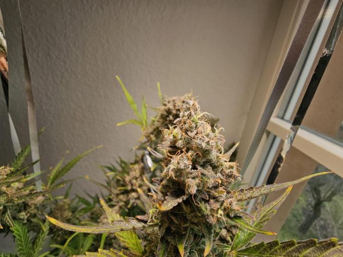 Cheap Weed | 0,56€/g #14. Week 16