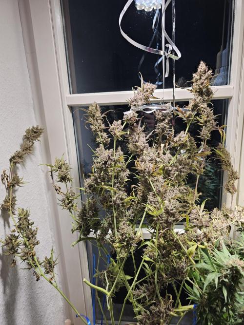 Cheap Weed | 0,56€/g #14. Week 17
