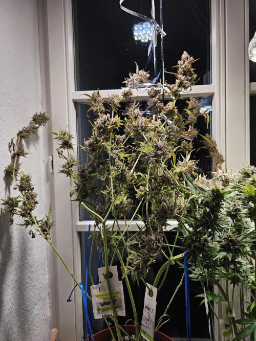 Cheap Weed | 0,56€/g #14. Week 17