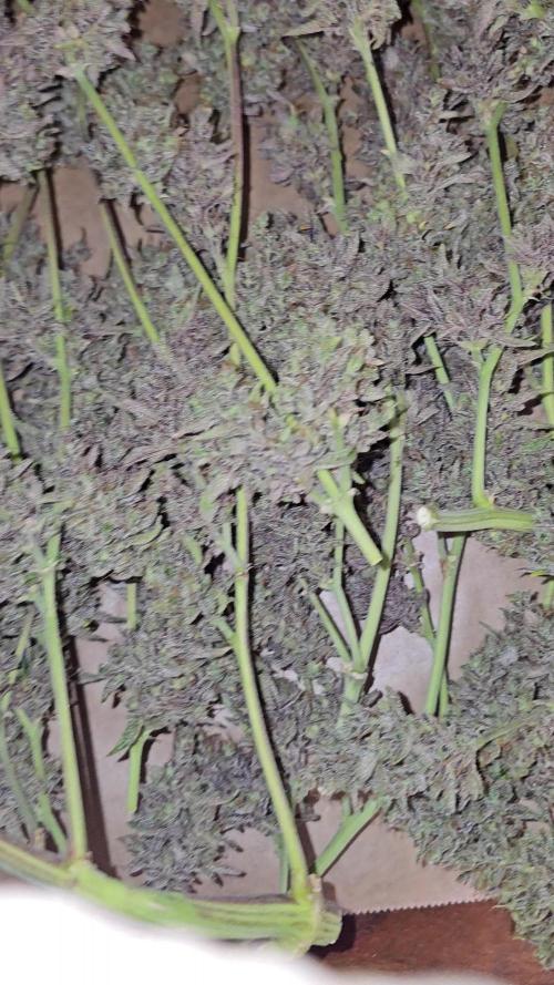 Cheap Weed #14