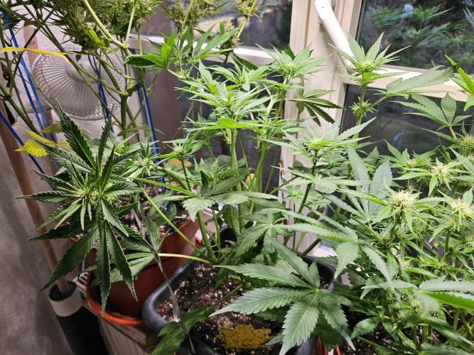 Cheap Weed #16. Week 6