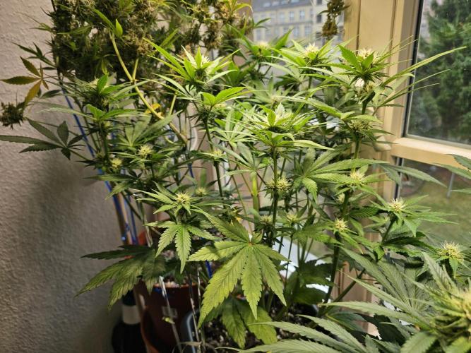 Cheap Weed #16. Week 7