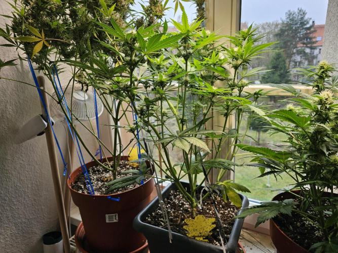 Cheap Weed #16. Week 7