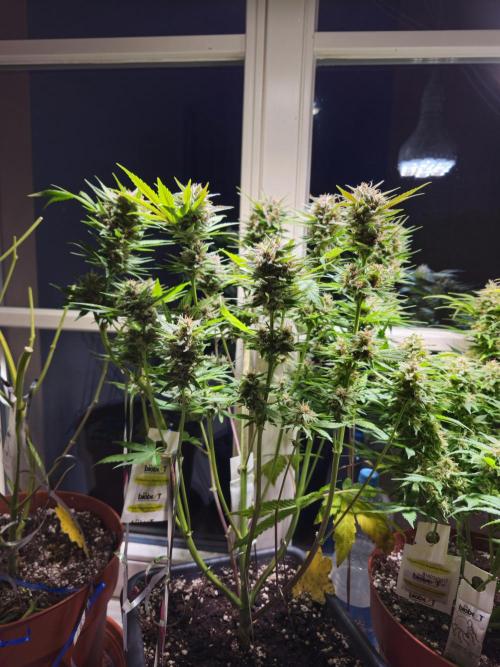 Cheap Weed #16. Week 10