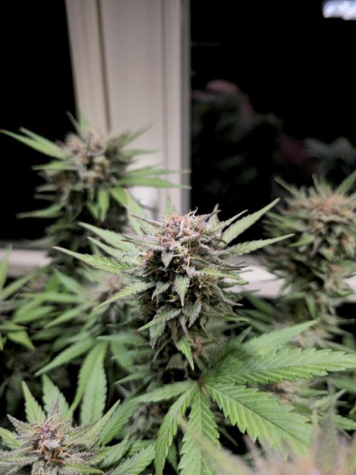 Cheap Weed #16. Week 10