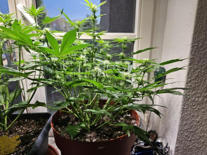 Cheap Weed #15. Week 8