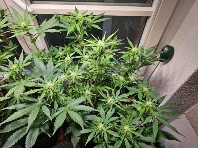 Cheap Weed #15. Week 8