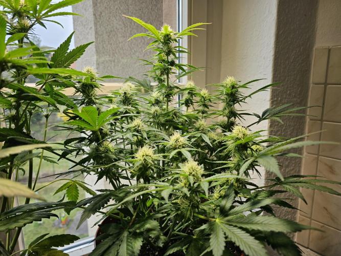 Cheap Weed #15. Week 8
