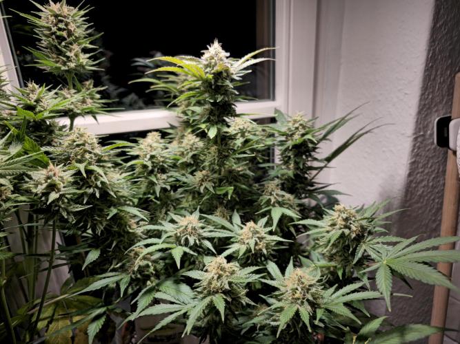 Cheap Weed #15. Week 12