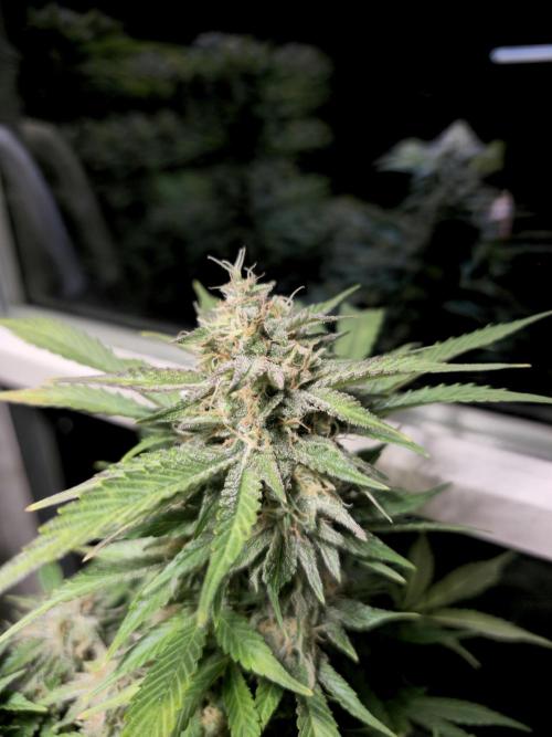 Cheap Weed #15. Week 12