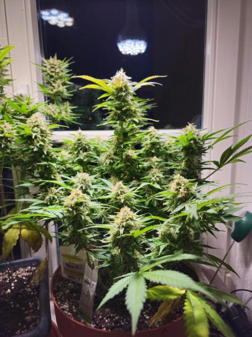 Cheap Weed #15. Week 12