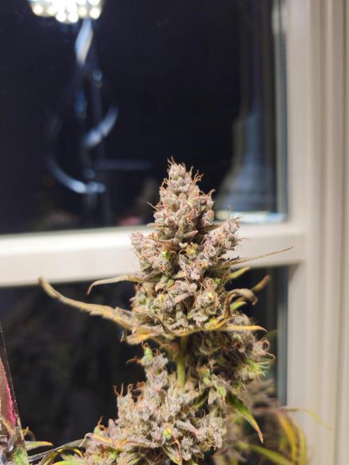 Cheap Weed | 0,56€/g #14. Week 17