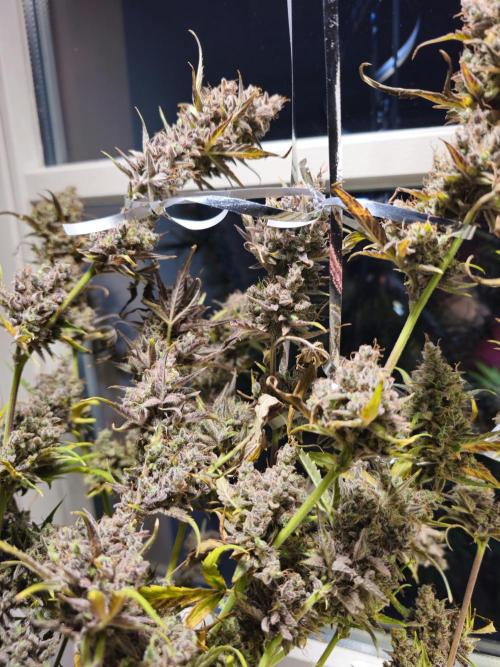 Cheap Weed | 0,56€/g #14. Week 17