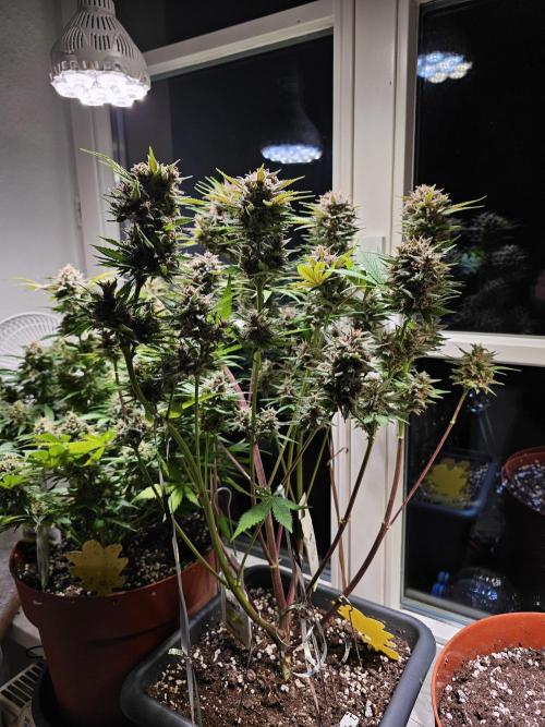 Cheap Weed #16. Week 12