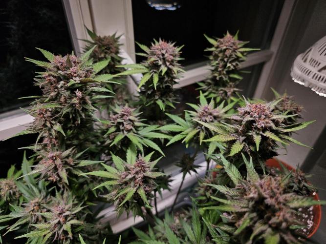 Cheap Weed #16. Week 12