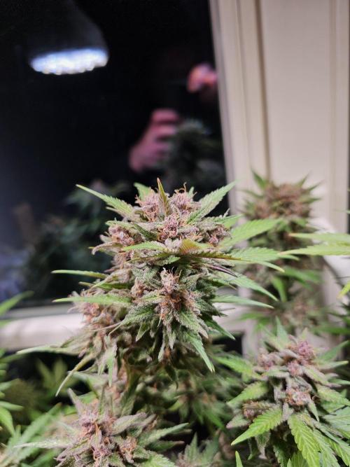 Cheap Weed #16. Week 12