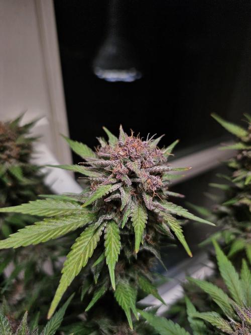 Cheap Weed #16. Week 12