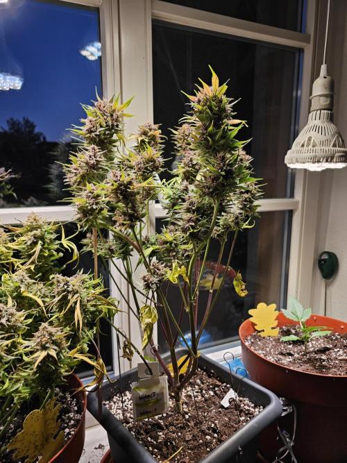Cheap Weed #16. Week 13