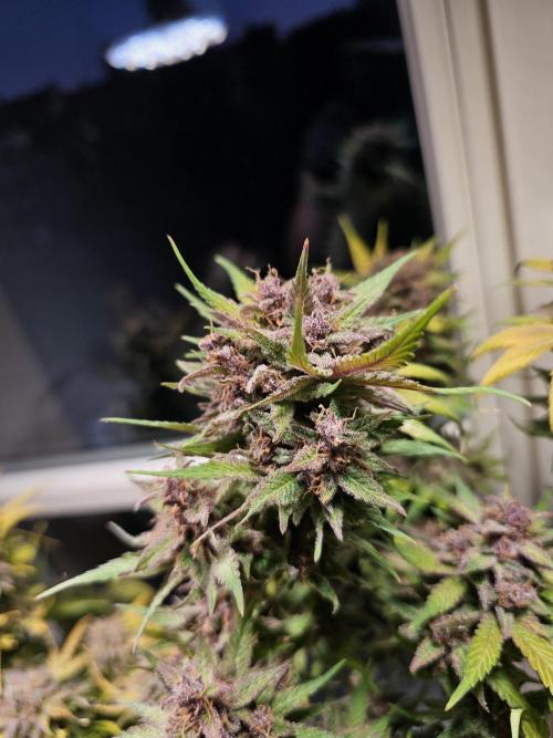 Cheap Weed #16. Week 13