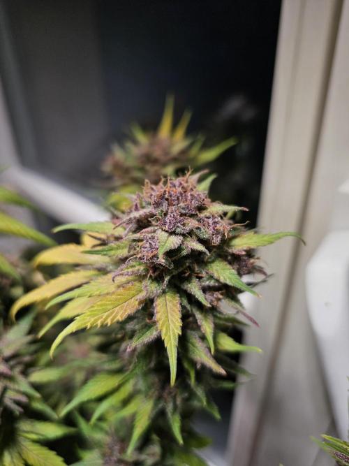 Cheap Weed #16. Week 13
