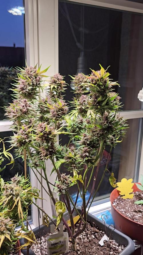 Cheap Weed #16