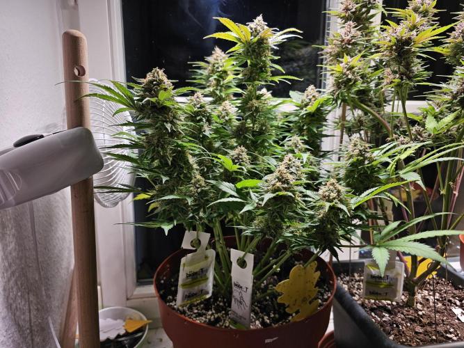Cheap Weed #15. Week 14