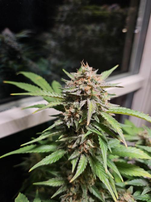Cheap Weed #15. Week 14