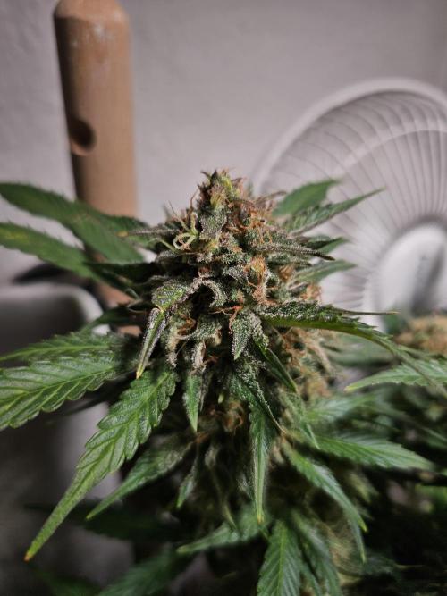 Cheap Weed #15. Week 14