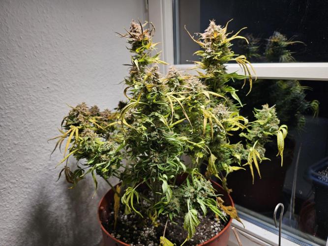Cheap Weed #15. Week 15
