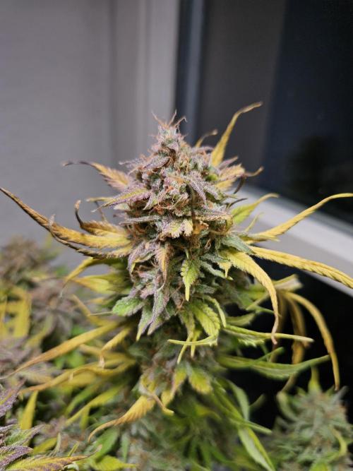 Cheap Weed #15. Week 15