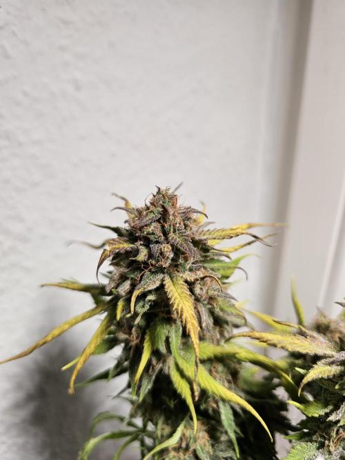 Cheap Weed #15. Week 15