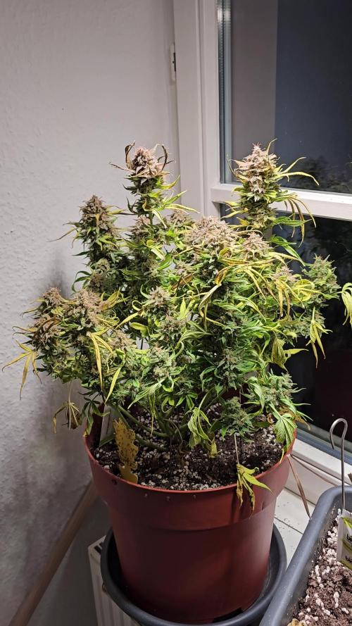 Cheap Weed #15